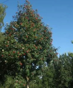 Future Forests Trees Sorbus Aucuparia Sheerwater Seedling
