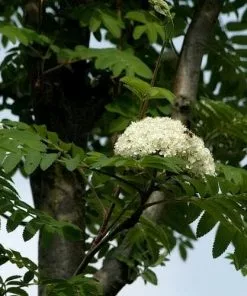 Future Forests Trees Sorbus Aucuparia Sheerwater Seedling