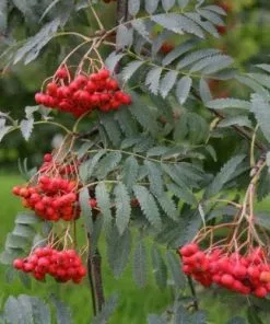 Future Forests Sorbus Aucuparia Asplenifolia Trees