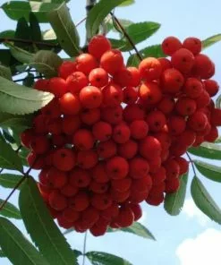 Future Forests Sorbus Aucuparia Var. Edulis Unusual Edibles