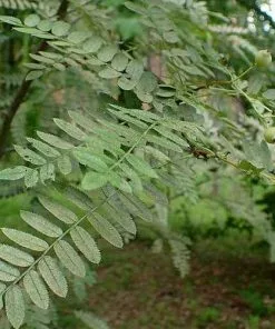 Future Forests Sorbus Cashmiriana - Kashmir Rowan