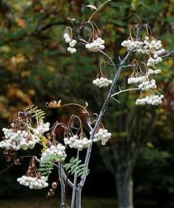 Future Forests Sorbus Cashmiriana - Kashmir Rowan