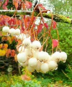 Future Forests Sorbus Cashmiriana - Kashmir Rowan