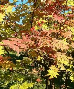 Future Forests R-Z Sorbus Commixta