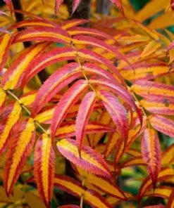 Future Forests Sorbus Commixta Olympic Flame