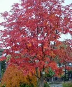 Future Forests Sorbus Commixta Olympic Flame