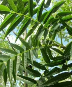 Future Forests Sorbus Commixta Olympic Flame