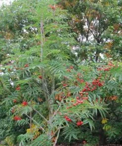 Future Forests Sorbus Commixta Olympic Flame