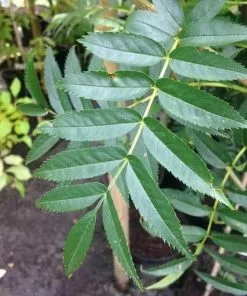 Future Forests Sorbus Commixta Olympic Flame