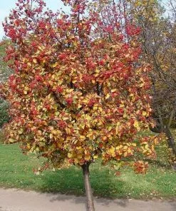 Future Forests Sorbus X Intermedia - Swedish Whitebeam Trees