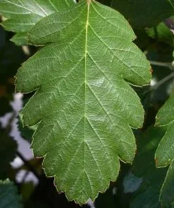 Future Forests Sorbus X Intermedia - Swedish Whitebeam Trees