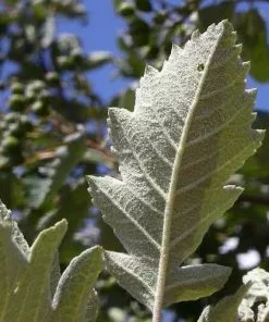 Future Forests Sorbus X Intermedia - Swedish Whitebeam Trees