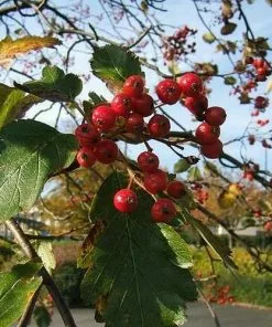 Future Forests Sorbus X Intermedia - Swedish Whitebeam Trees