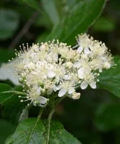 Future Forests Sorbus X Intermedia - Swedish Whitebeam Trees