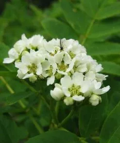 Future Forests Sorbus Matsumurana