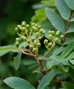 Future Forests Sorbus Matsumurana