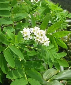 Future Forests Sorbus Matsumurana 8 Future Forests Sorbus Matsumurana