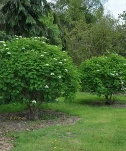 Future Forests Sorbus Matsumurana 9 Future Forests Sorbus Matsumurana