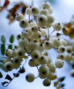 Future Forests Sorbus Prattii