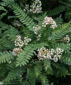 Future Forests Sorbus Prattii