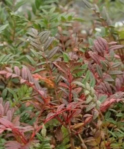 Future Forests Sorbus Reducta