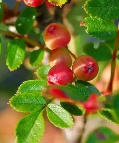 Future Forests Sorbus Reducta