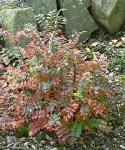 Future Forests Sorbus Reducta