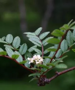 Future Forests Sorbus Reducta