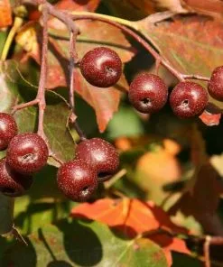 Future Forests Sorbus Torminalis - Wild Service Tree