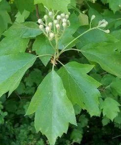 Future Forests Sorbus Torminalis - Wild Service Tree