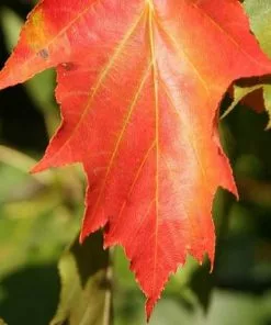 Future Forests Sorbus Torminalis - Wild Service Tree