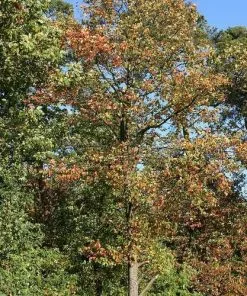 Future Forests Sorbus Torminalis - Wild Service Tree