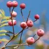 Future Forests Ornamental Trees Sorbus Vilmorinii