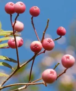 Future Forests Ornamental Trees Sorbus Vilmorinii