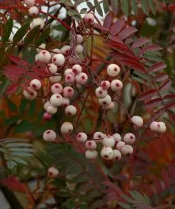 Future Forests Ornamental Trees Sorbus Vilmorinii