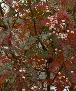 Future Forests Ornamental Trees Sorbus Vilmorinii