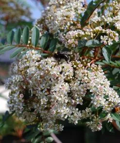 Future Forests Ornamental Trees Sorbus Vilmorinii