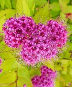 Future Forests Spiraea Japonica Golden Princess