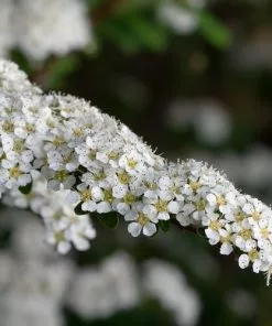 Future Forests Spiraea Arguta