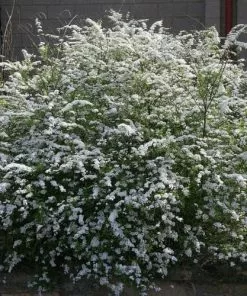 Future Forests Mixed Flowering Hedge 14 Future Forests Mixed Flowering Hedge