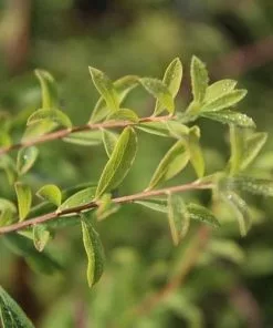 Future Forests Spiraea Arguta