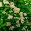 Future Forests Spiraea Betulifolia Tor Shrubs