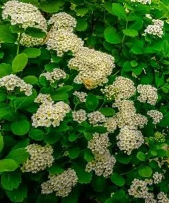 Future Forests Spiraea Betulifolia Tor Shrubs