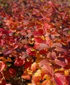 Future Forests Spiraea Betulifolia Tor Shrubs
