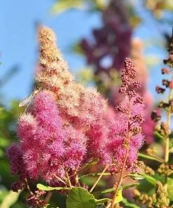 Future Forests Spiraea Douglassii