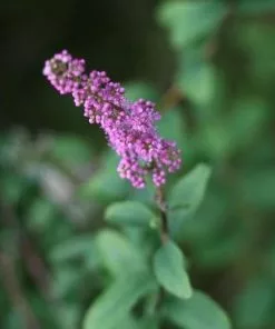 Future Forests Spiraea Douglassii