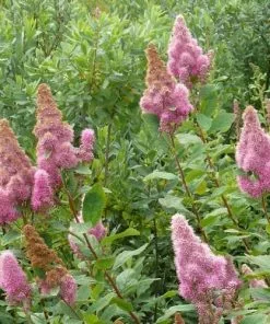 Future Forests Spiraea Douglassii