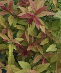 Future Forests Spiraea Japonica Anthony Waterer Shrubs