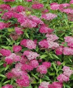 Future Forests Spiraea Japonica Anthony Waterer Shrubs
