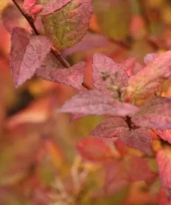 Future Forests Spiraea Japonica Firelight